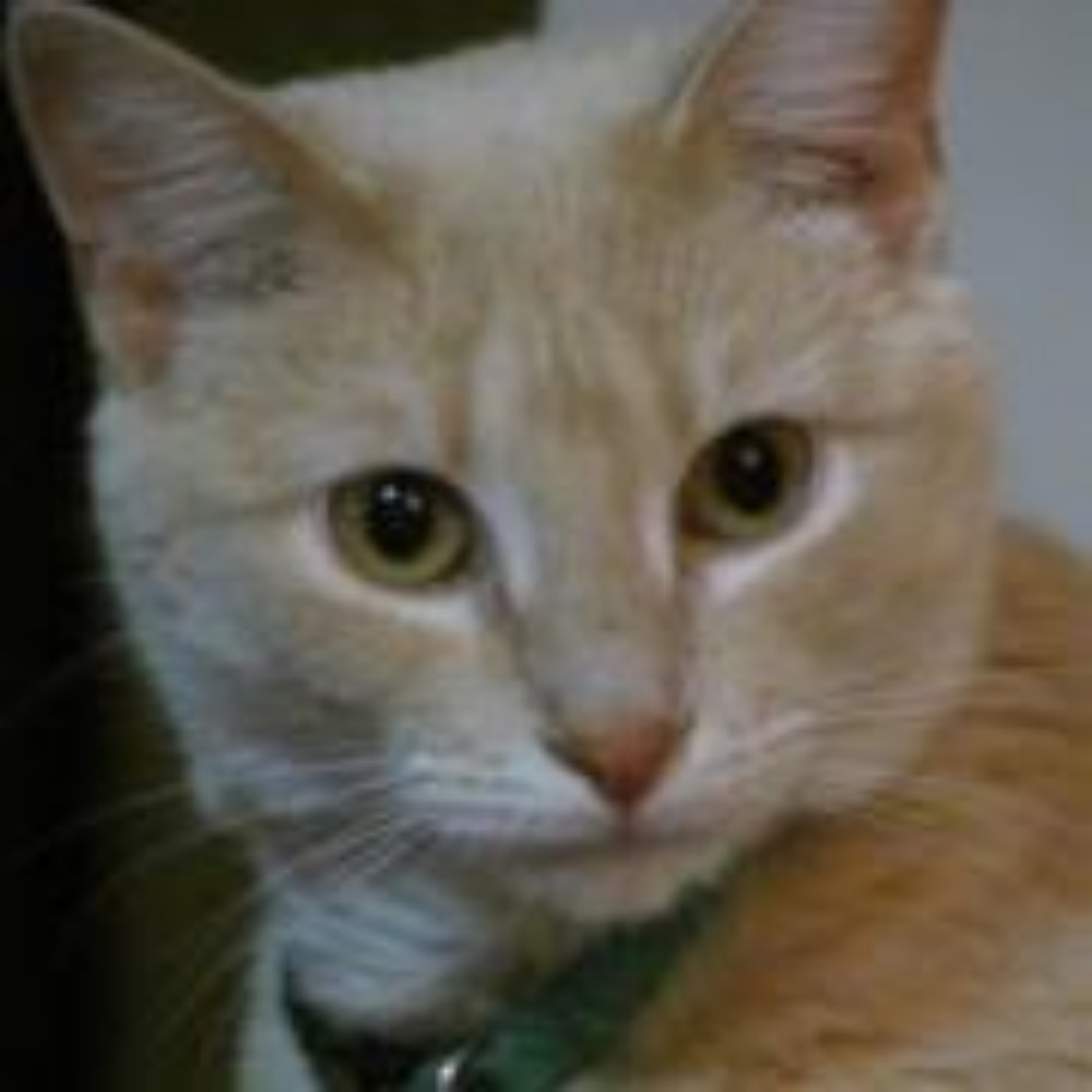 Meet your Posher, Tatiana